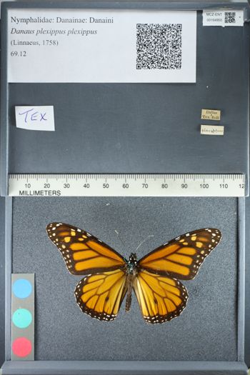 Media type: image;   Entomology 164955